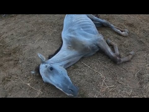 Видео: Больная кобыла спасена от убоя добрым человеком