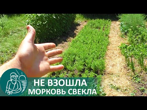 Видео: 🌿 Не взошла морковь, что делать — аварийная посадка моркови и свеклы по технологии Гордеевых