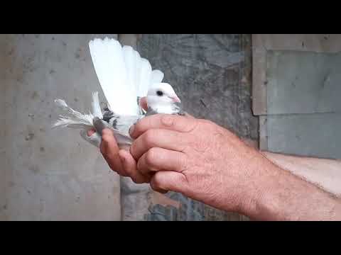 Видео: Сельские голуби.В гостях у Алексея Борисовича, с Арзгир.