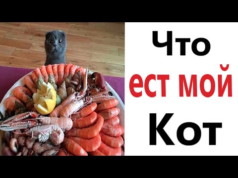 Видео: ПРИКОЛЫ! ЧТО ЕСТ МОЙ КОТ - МЕМЫ!!! Смешные видео – Доми шоу!
