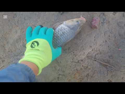 Видео: В рыбе...