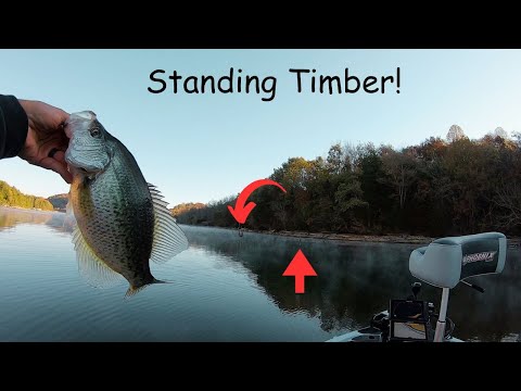 Видео: Ловля КРАППИ в СТОЯЩЕМ ЛЕСУ на ЖИВУЮ рыбу!