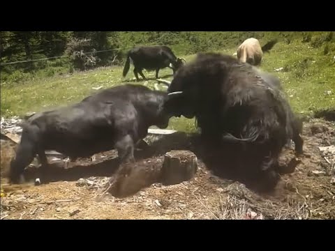 Видео: Не такие безобидные как кажутся - ДОМАШНИЙ БЫК и его подружка КОРОВА В ДЕЛЕ!
