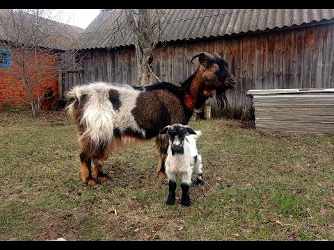 Видео: ВЕСНА В ДЕРЕВНЕ. Начались весенние дела. Выгружаем картошку из погреба. Согребаем листву в саду