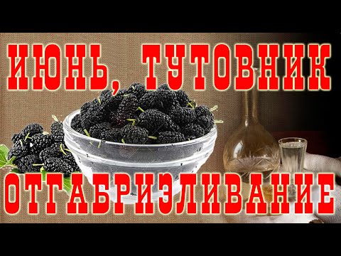 Видео: ОтГабриэливание фруктовых дистиллятов. Тутовая ракия!