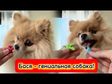 Видео: Бася - гениальная собака!