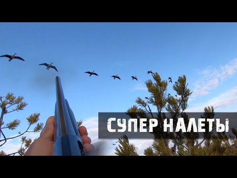 Видео: Охота на гуся весна/Гуси садятся на голову