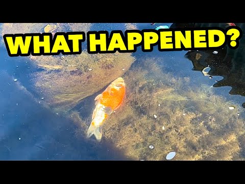 Видео: СПАСАЕМ РЫБ КОИ ОТ ВЫМЕРТИЯ!