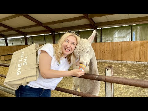 Видео: Ферма альпак в Нидерландах и другие приключения. #влог #вязание #alpacafarm