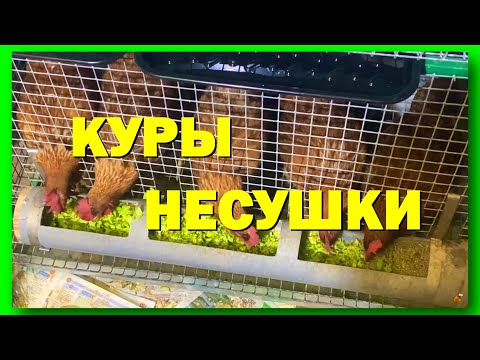 Видео: КЛЕТКА ДЛЯ КУР НЕСУШЕК. ЗАСЕЛЕНИЕ. ПРО СОДЕРЖАНИЕ. ПРО ПИТАНИЕ