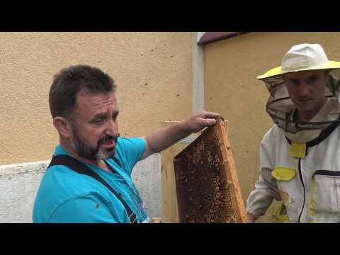 Видео: Пересадка пчел в КОЛОДУ заказчика