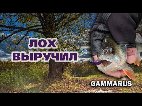 Видео: Мормышинг. Gammarus. Окушки в ноябре.