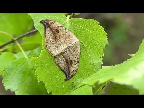 Видео: Деревенские зарисовки в мае.