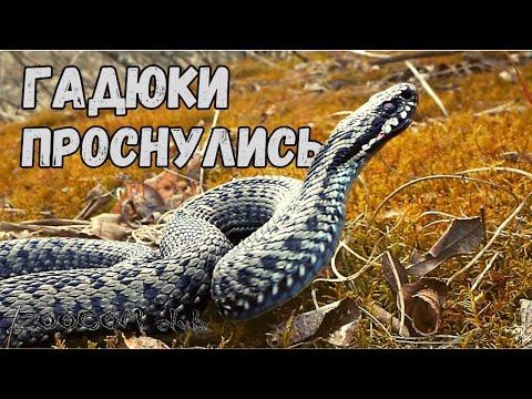 Видео: Гадюки проснулись. А если укусит?