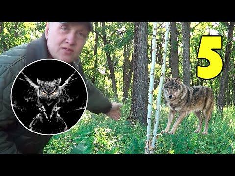 Видео: Охота на волка с капканом