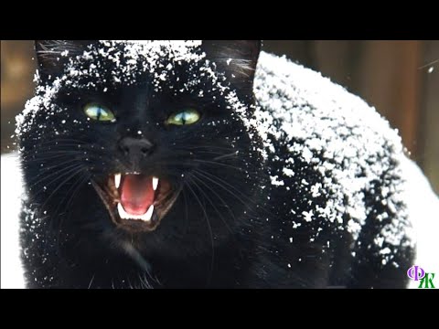 Видео: Сатана 22. «Это он, хозяин этого леса… Демон в образе чёрного кота!» -  еле слышно прошептал егерь