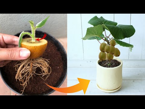 Видео: Не тратьте деньги. Таким способом можно размножить любое растение в домашних условиях.