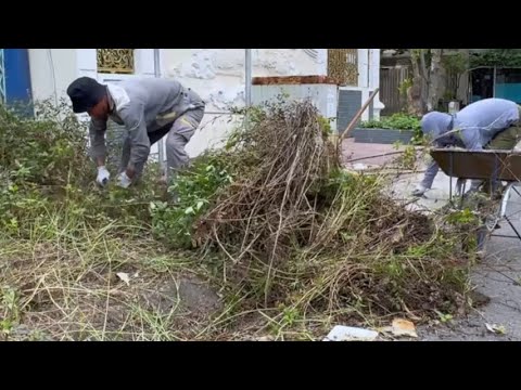 Видео: От грязного к волшебному: стрижка и уборка травы на тротуаре