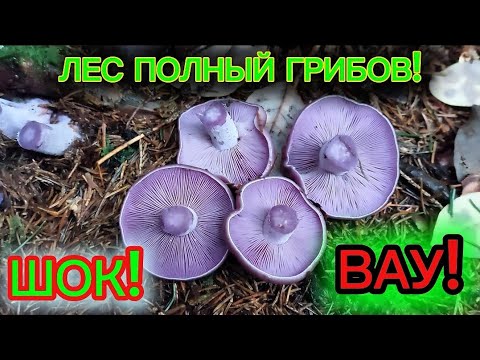 Видео:   ЛЕС ПОЛОН ГРИБОВ!!!   ШОК!  ВАУ!