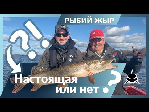 Видео: Осенняя рыбалка на щуку и судака.  Коряжники Чебоксарского водохранилища.  Рыбий жЫр 6 сезон.