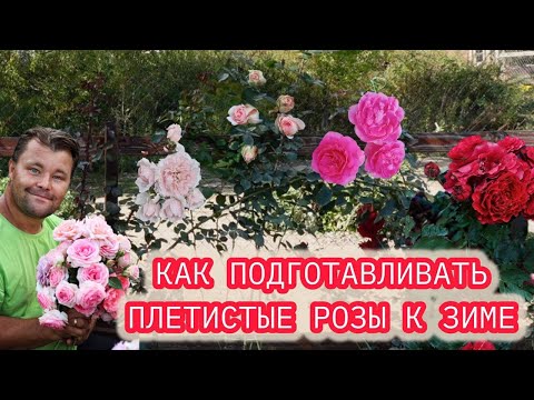 Видео: ПОРА ГОТОВИТЬ РОЗЫ К ЗИМЕ - плетистые розы.