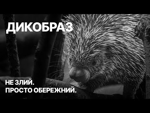 Видео: Дикобраз: колючий, але зовсім не агресор