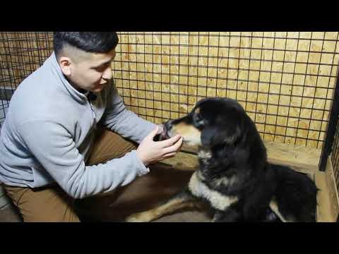 Видео: Нохойн хээлтэй үе ба төрөлт