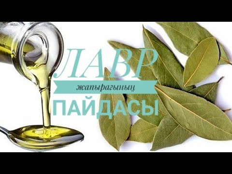 Видео: Қарапайым ЛАВР жапырағының пайдасы көп екен. Ұйқыға,шашқа тб