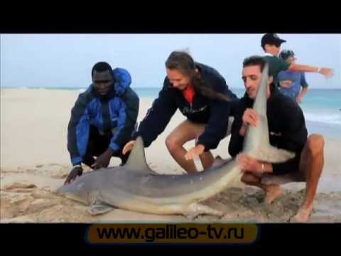 Видео: Галилео. Как поймать акулу?