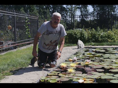 Видео: Как зимуют кувшинки в подвале в питомнике Сибирская Кувшинка. Зимовка нимфей в Новосибирске