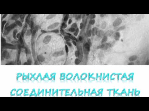 Видео: РЫХЛАЯ ВОЛОКНИСТАЯ СОЕДИНИТЕЛЬНАЯ ТКАНЬ (гистопрепарат)