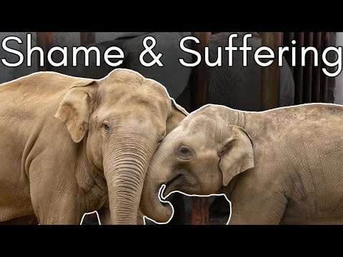 Видео: Огромная проблема слонов в зоопарках