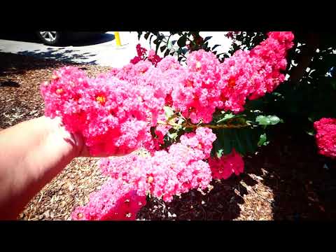 Видео: Зацвела индийская сирень ( Лагерстремия индийская )  . Crepe-myrtle.