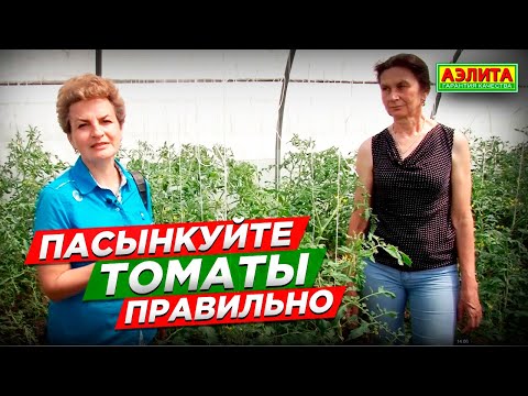 Видео: Пасынкование томатов ТОЛЬКО ТАКИМ СПОСОБОМ. Ошибки садоводов.