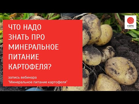 Видео: Минеральное питание картофеля - то, что нужно знать.