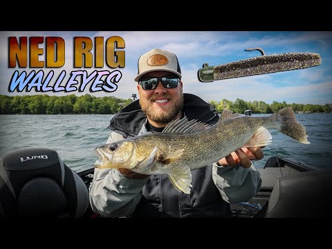 Видео: Нед Риг: Лучшая наживка для судака, которую никто не бросает