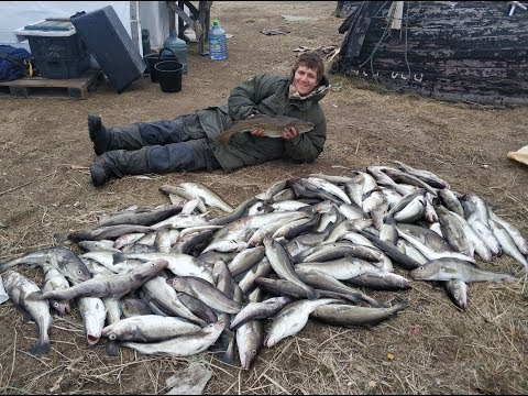 Видео: Супер рыбалка РЫБАЧИЙ, ТЕРИБЕРКА, УМБА Полный Прицеп рыбы