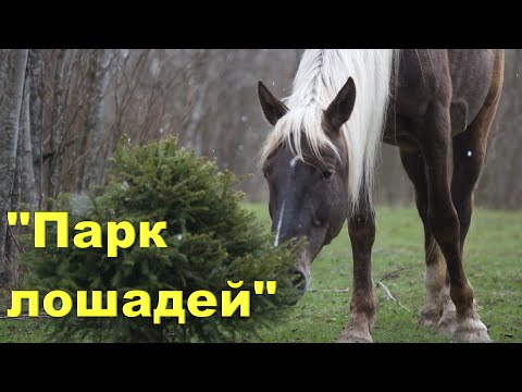 Видео: "Парк лошадей" или поговорим о ипповенции.