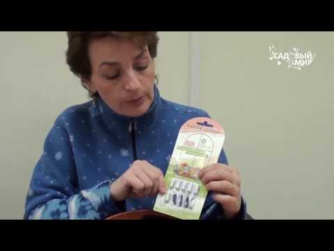 Видео: Как сажать клубневую бегонию.. Сайт "Садовый мир"