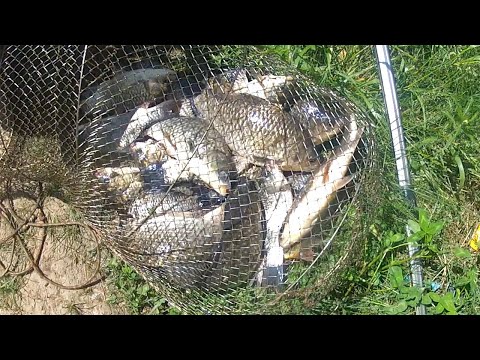 Видео: Рыбалка на спиннинг и поплавок в каналах! Рыбаки ловят крупного карася и сазана!