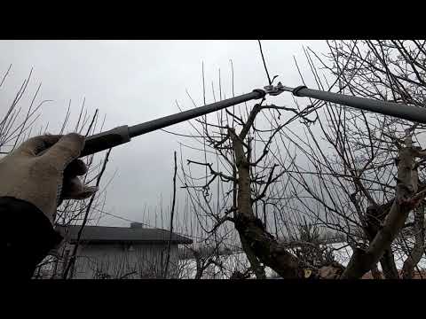 Видео: Формировка старой яблони после омолаживающей обрезки