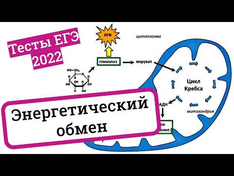 Видео: Энергетический обмен, клеточное дыхание, гликолиз – разбираем тесты ЕГЭ по биологии 2022
