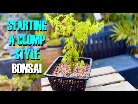 Видео: Создание бонсай из японского клёна в стиле «Кабудати»