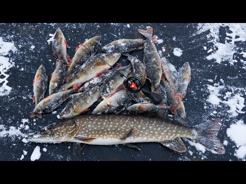 Видео: Рыбалка по первому льду 2025