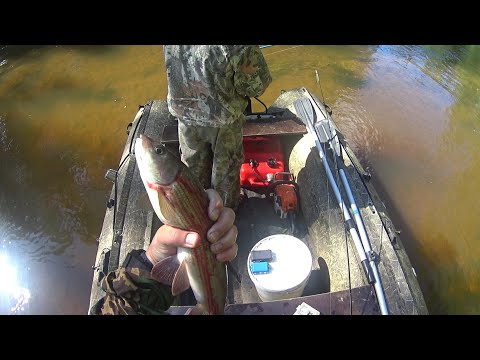 Видео: Крупный ХАРИУС в Коми/сплав по таёжной речке/Grayling fishing, river rafting/