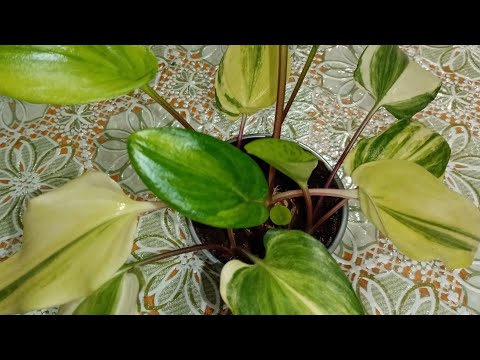 Видео: Цветы для дома. Делим дримиопсис.