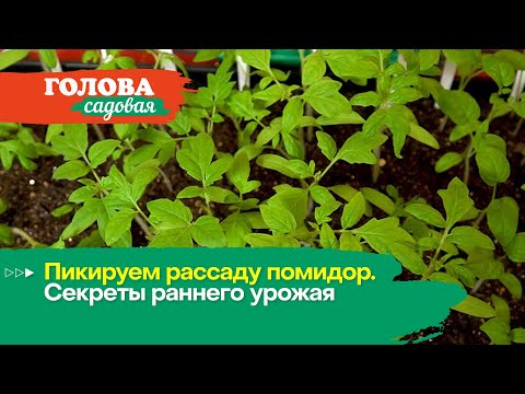 Видео: Голова садовая - Пикируем рассаду помидор. Секреты раннего урожая
