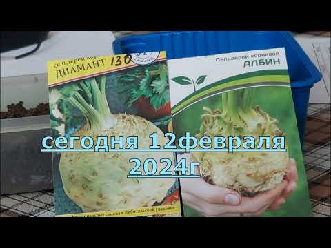 Видео: 609.  как сеять сельдерей удобным способом