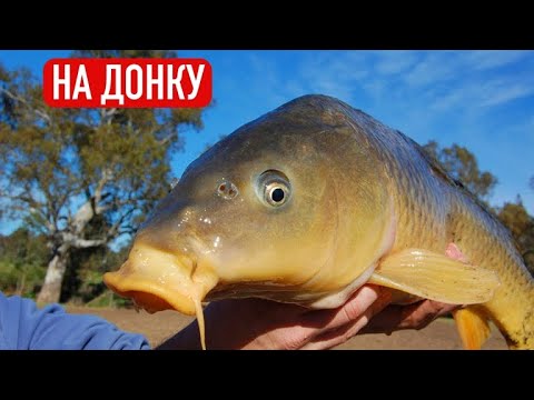 Видео: Ловимо коропа на власному ставку