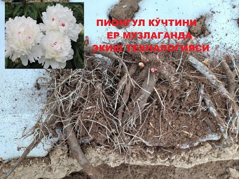 Видео: Ер музлаганда ДАРОМАДЛИ ПИОНГУЛ КУЧАТИНИ ЭКИШ.